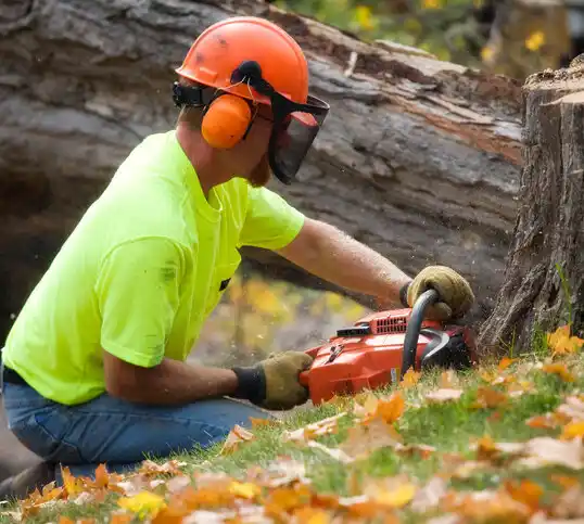 tree services Verplanck